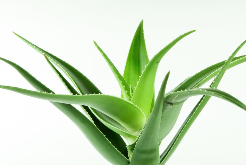 aloe vera plant fo home
